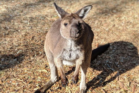 Blue Mountains Private Tour - Wild Kangaroos, Waterfalls And The Three Sisters - Flights 2
