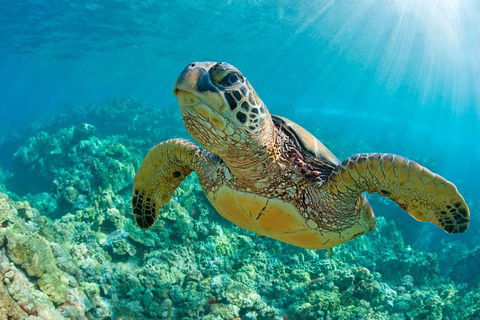 All Inclusive Tangalooma Wrecks Cruise Tour From Gold Coast - Flights 4
