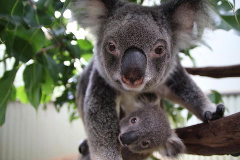 Kuranda Day Tour, TKS-RFS GRAND GOLD PLUS 0930 - Flights 1