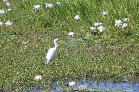 Darwin City Sights And Jumping Crocodile Cruise - Flights 4