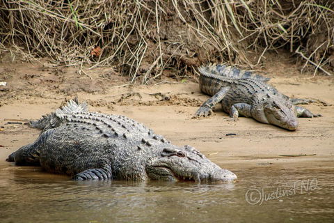 Daintree And Cape Tribulation Full Day Guided Tour - Flights 3