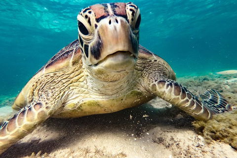 Sail, Snorkel, SUP & Kayak Charter Whitsundays - Flights 0