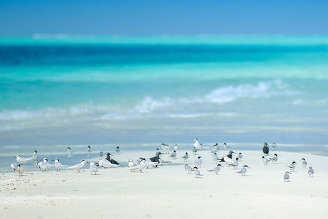 Private Coral Cay Bubbles Tour - Flights 2