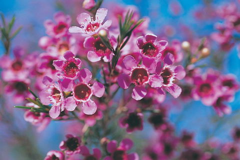 Best Of Perth Wildflower Season Day Trip - Flights 1