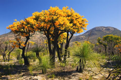 Best Of Perth Wildflower Season Day Trip - Flights 3