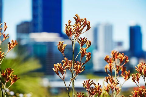 Best Of Perth Wildflower Season Day Trip - Flights 4