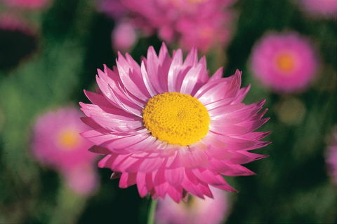 Best Of Perth Wildflower Season Day Trip - Flights 5