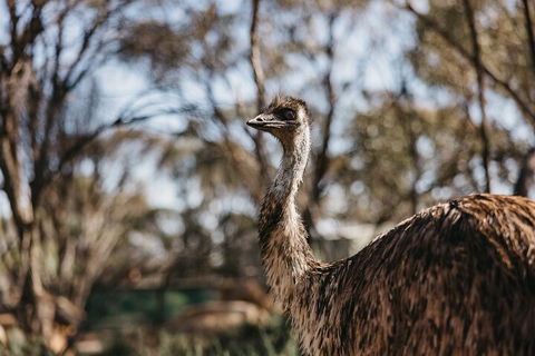 Wave Rock, York, Wildflowers, And Aboriginal Cultural Day Tour From Perth - Flights 4