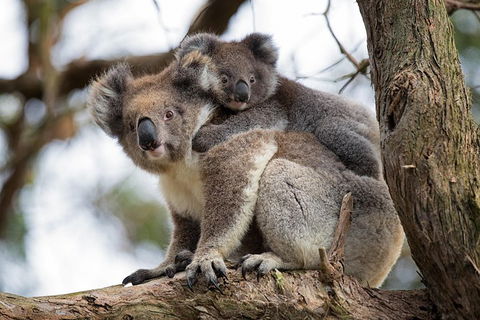 Great Ocean Road Sunset Tour From Melbourne - Flights 0