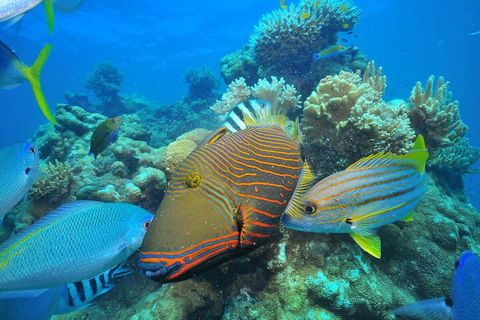 Fly To Green Island - Cruise Return - Flights 1