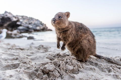 Fremantle To Rottnest Island Roundtrip Ferry Ticket - Flights 1