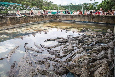 Breakfast With The Koalas At Hartley's Crocodile Park From Cairns Or Palm Cove - Flights 1
