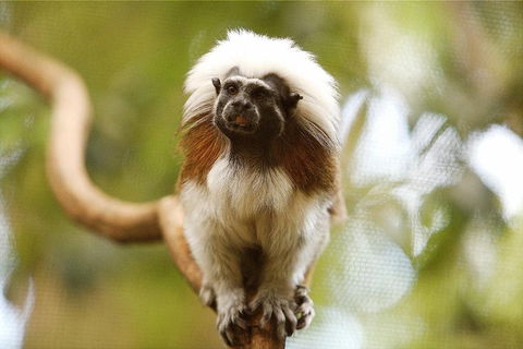 Breakfast With The Koalas At Hartley's Crocodile Park From Cairns Or Palm Cove - Flights 3