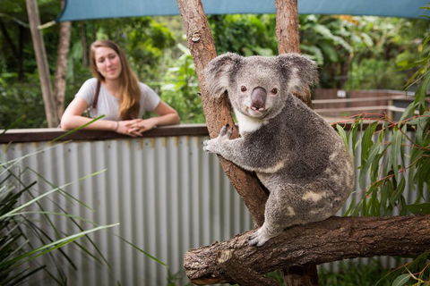 Breakfast With The Koalas At Hartley's Crocodile Park From Cairns Or Palm Cove - Flights 5