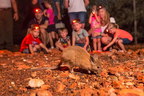 Alice Springs Desert Park Nocturnal Tour - Flights 1
