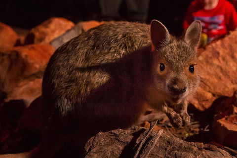 Alice Springs Desert Park Nocturnal Tour - Flights 3