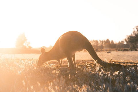 Small Group - 12 Apostles, Otways & Great Ocean Road Day Tour From Melbourne - Flights 0