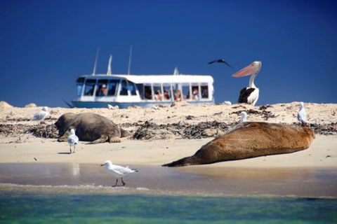 Dolphin, Penguin And Sea Lion Cruise - Flights 1