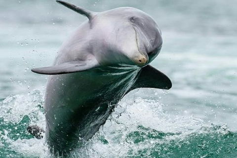 Dolphin, Penguin And Sea Lion Cruise - Flights 2