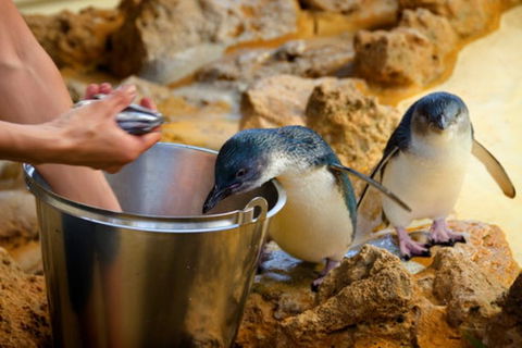 Dolphin, Penguin And Sea Lion Cruise - Flights 3