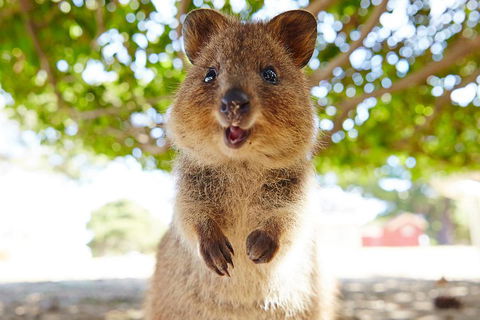 Discover Rottnest With Ferry & Bus Tour From Perth Or Fremantle - Flights 0