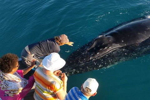 AOC Whale Watching From Broome - Flights 0
