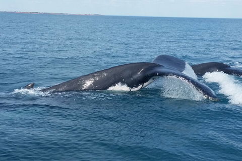 AOC Whale Watching From Broome - Flights 1