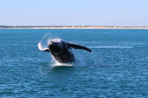 AOC Whale Watching From Broome - Flights 2