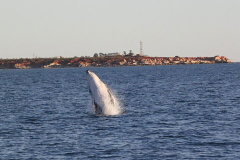 AOC Whale Watching From Broome - Flights 3