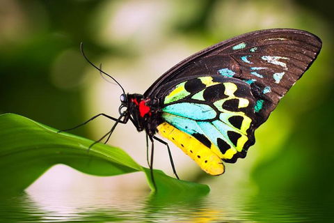 Australian Butterfly Sanctuary - Flights 4