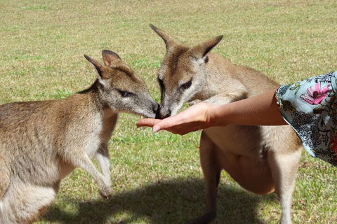 Kuranda Rainforestation & Kuranda Scenic Rail - Flights 4