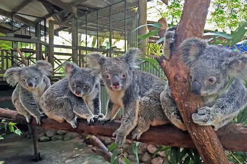 Kuranda Rainforestation & Kuranda Scenic Rail - Flights 5