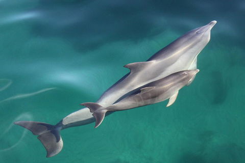 Dolphin Cruise From Adelaide With Optional Dolphin Swim - Flights 4