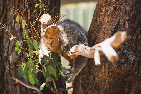 Melbourne City Tour And Phillip Island In One Day - Flights 0