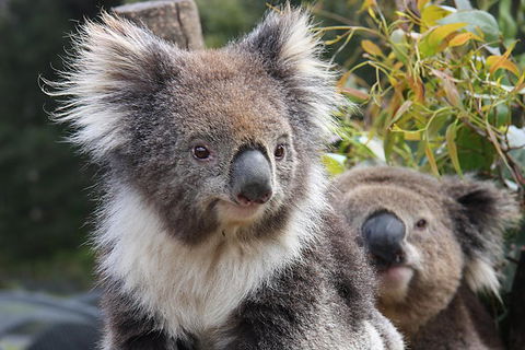 Kuranda Koala Gardens And Birdworld Admission Tickets - Flights 0