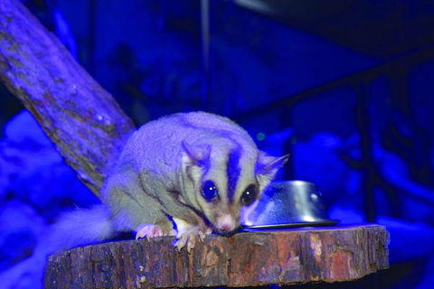 Kuranda Koala Gardens And Birdworld Admission Tickets - Flights 1