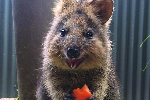 Kuranda Koala Gardens And Birdworld Admission Tickets - Flights 2