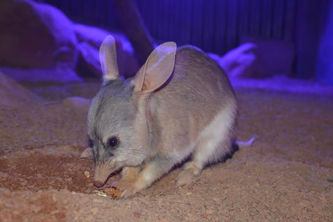 Kuranda Wildlife Experience Three Attraction Pass - Flights 0