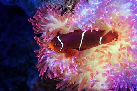 Cairns Aquarium By Twilight With 3-Course Dinner - Flights 0
