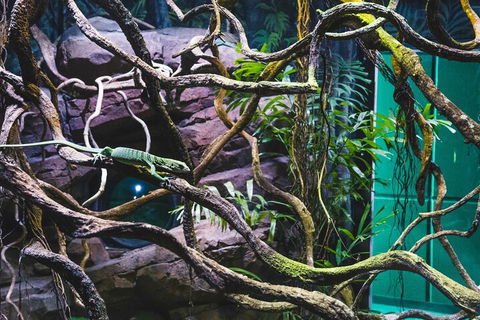 Cairns Aquarium By Twilight With 3-Course Dinner - Flights 2