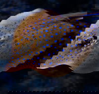 Cairns Aquarium Tour by Twilight with Drink and Appetiser - Flights