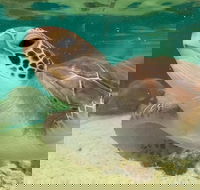 Cairns Aquarium Marine Life Encounter Ticket with 2-Course Lunch - Flights
