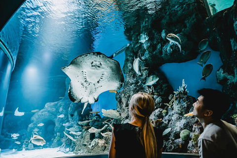 Cairns Aquarium Dive With The Sharks - Flights 4