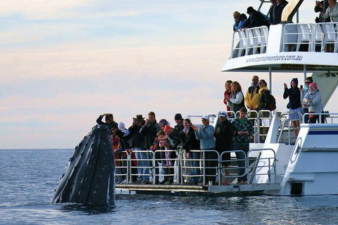 Hervey Bay Whale Watching Cruise - Flights 1