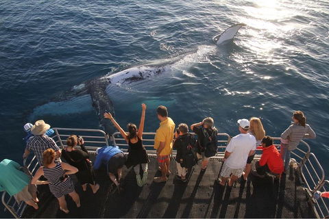 Hervey Bay Whale Watching Cruise - Flights 4