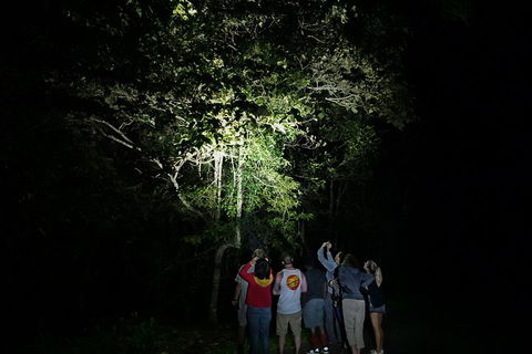 Atherton Tablelands Rain Forest By Night From Cairns - Flights 2