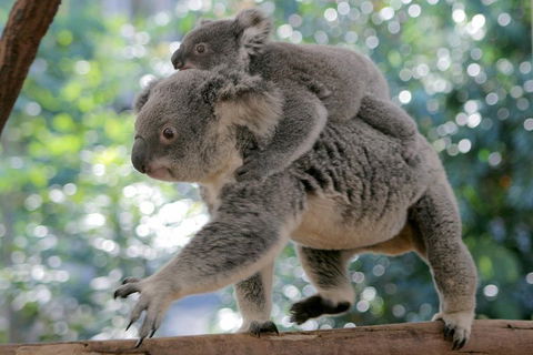 Lone Pine Koala Sanctuary Admission With Brisbane River Cruise - Flights 0
