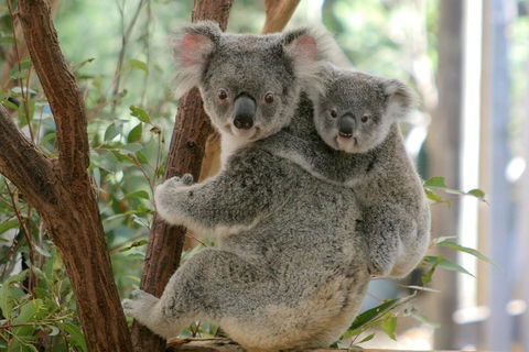 Lone Pine Koala Sanctuary Admission With Brisbane River Cruise - Flights 3