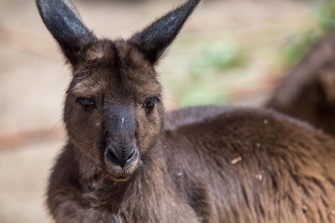 Australian Wildlife Tour At Melbourne Zoo Ticket - Flights 0
