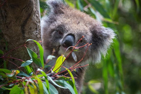 Australian Wildlife Tour At Melbourne Zoo Ticket - Flights 1